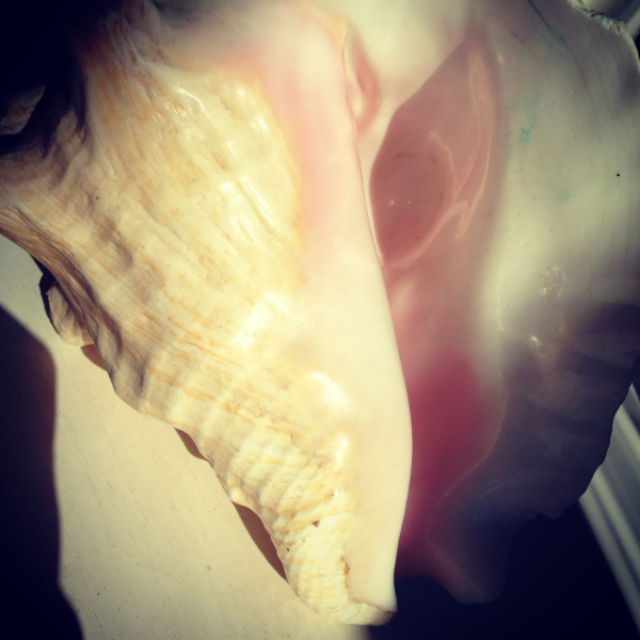 The beauty of a shell